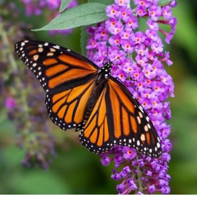 butterfly2 monarch butterfly on a flower